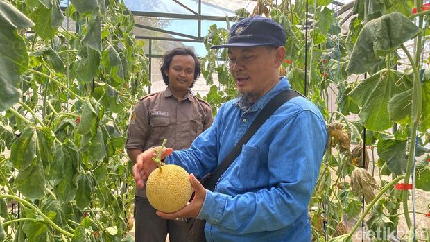 Petik melon premium di Fakultas Pertanian Unpad