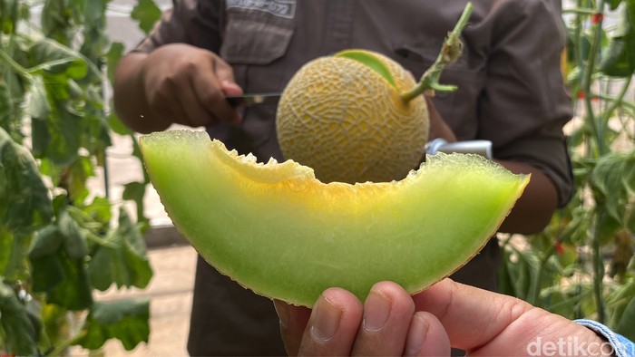 Petik melon premium di Fakultas Pertanian Unpad