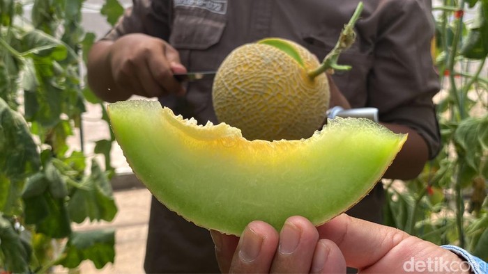 Petik melon premium di Fakultas Pertanian Unpad