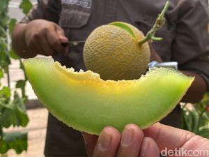 Ada Lahan Melon Premium di Kampus Unpad, Warga Boleh Petik