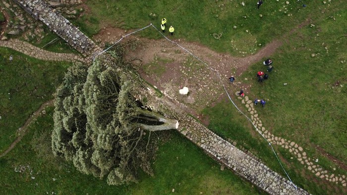 Pohon Sycamore Gap di Inggris yang ditebang oleh remaja berusia 16 tahun.