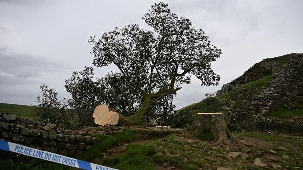 Pohon Sycamore Gap di Inggris yang ditebang oleh remaja berusia 16 tahun.
