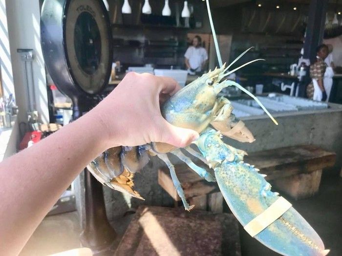 5 Kisah Orang Tak Tega Makan Hewan, Tangisi Sashimi hingga Lepas Lobster!