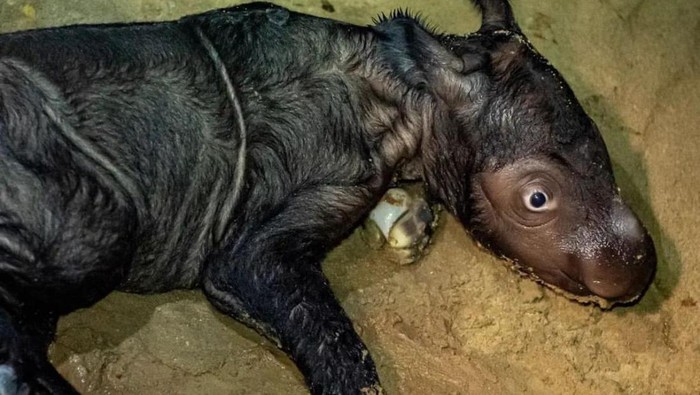Anak badak Sumatera lahir