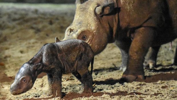 Anak badak Sumatera yang baru lahir.
