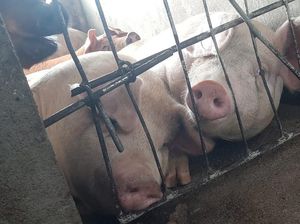 2.000 Babi Asal Sumut Dikirim ke Luar Provinsi, Senilai Rp 7,7 Miliar
