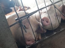 7 Alasan Ilmiah Mengapa Tak Dianjurkan Makan Daging Babi