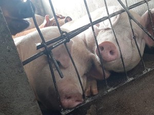 2.000 Babi Asal Sumut Dikirim ke Luar Provinsi, Senilai Rp 7,7 Miliar