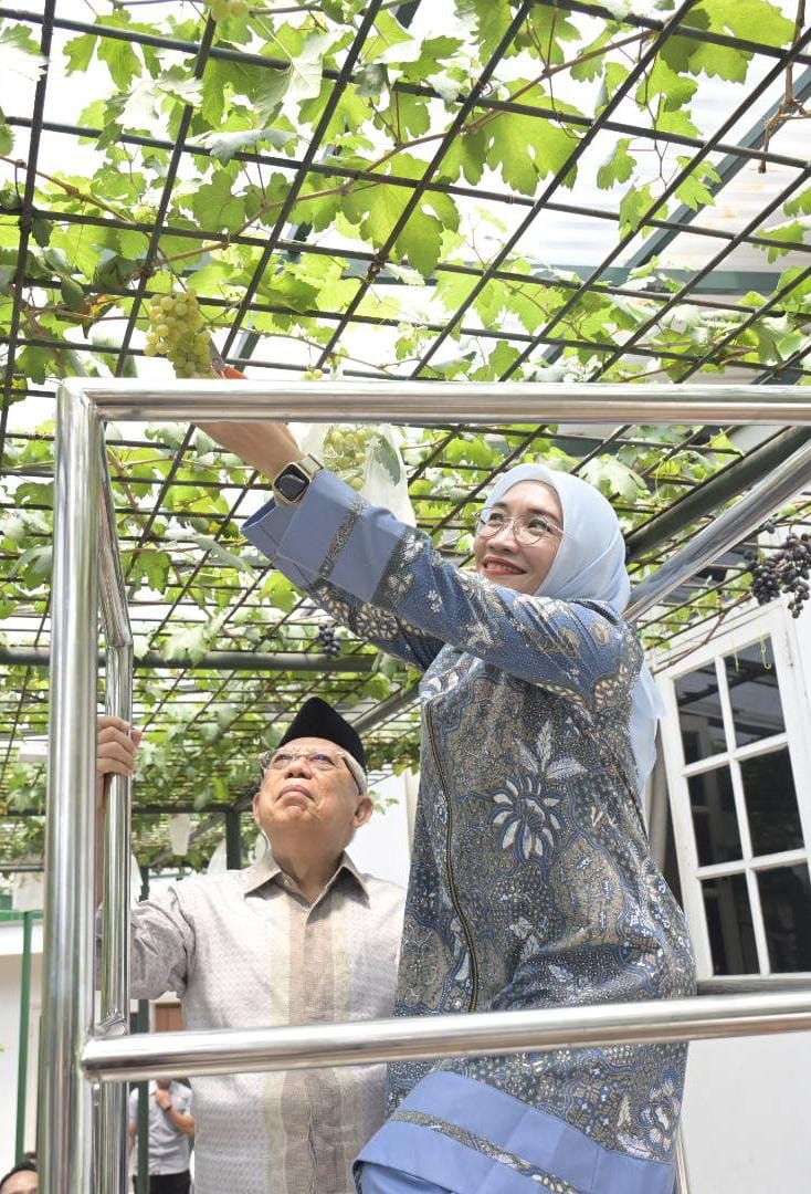 Istri Ma'ruf, Wury Ma'ruf Amin, ikut memetik anggur bersama keluarga. (dok. Setwapres)