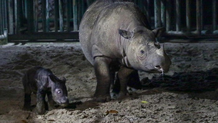 Potret Menggemaskan Bayi Badak Sumatera yang Lahir di TNWK Seekor anak badak sumatra (Dicerorhinus sumatrensis) berjenis kelamin betina yang baru lahir di Suaka Rhino Sumatera, Taman Nasional Way Kambas (SRS TNWK), Lampung Timur, Lampung, Sabtu (30/9/2023). Bayi badak sumatra tersebut lahir dari hasil perkawinan badak jantan bernama Andalas dan badak betina bernama Ratu pada Sabtu (30/9) pukul 01.44 WIB di Suaka Rhino Sumatera Taman Nasional Way Kambas, Lampung. ANTARA FOTO/HO/Biro Humas Kementerian Lingkungan Hidup dan Kehutanan/Lmo/tom.