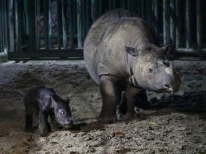 Badak Jawa-Sumatra Terancam Punah, Pakar IPB Jawab dengan Teknologi Ini