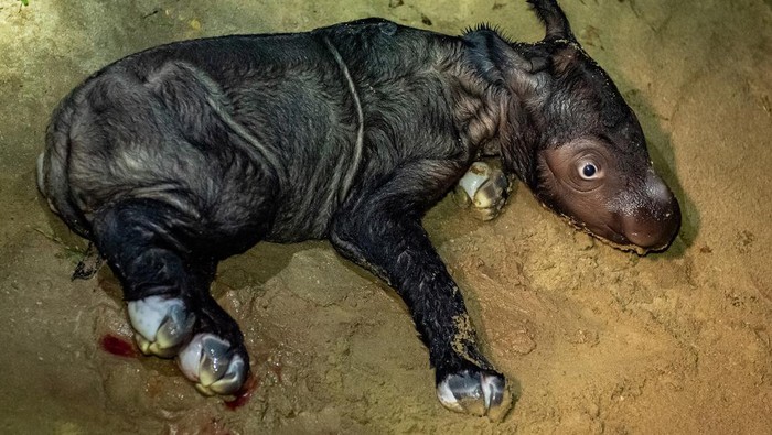 Potret Menggemaskan Bayi Badak Sumatera yang Lahir di TNWK Seekor anak badak sumatra (Dicerorhinus sumatrensis) berjenis kelamin betina yang baru lahir di Suaka Rhino Sumatera, Taman Nasional Way Kambas (SRS TNWK), Lampung Timur, Lampung, Sabtu (30/9/2023). Bayi badak sumatra tersebut lahir dari hasil perkawinan badak jantan bernama Andalas dan badak betina bernama Ratu pada Sabtu (30/9) pukul 01.44 WIB di Suaka Rhino Sumatera Taman Nasional Way Kambas, Lampung. ANTARA FOTO/HO/Biro Humas Kementerian Lingkungan Hidup dan Kehutanan/Lmo/tom.
