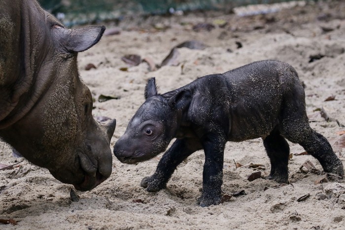 Seekor anak badak sumatra (Dicerorhinus sumatrensis) berjenis kelamin betina yang baru lahir di Suaka Rhino Sumatera, Taman Nasional Way Kambas (SRS TNWK), Lampung Timur, Lampung, Sabtu (30/9/2023). Bayi badak sumatra tersebut lahir dari hasil perkawinan badak jantan bernama Andalas dan badak betina bernama Ratu pada Sabtu (30/9) pukul 01.44 WIB di Suaka Rhino Sumatera Taman Nasional Way Kambas, Lampung. ANTARA FOTO/HO/Biro Humas Kementerian Lingkungan Hidup dan Kehutanan/Lmo/tom.