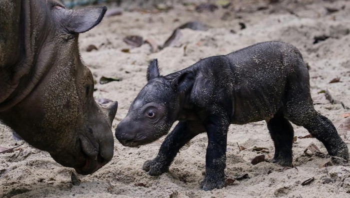 Potret Menggemaskan Bayi Badak Sumatera yang Lahir di TNWK Seekor anak badak sumatra (Dicerorhinus sumatrensis) berjenis kelamin betina yang baru lahir di Suaka Rhino Sumatera, Taman Nasional Way Kambas (SRS TNWK), Lampung Timur, Lampung, Sabtu (30/9/2023). Bayi badak sumatra tersebut lahir dari hasil perkawinan badak jantan bernama Andalas dan badak betina bernama Ratu pada Sabtu (30/9) pukul 01.44 WIB di Suaka Rhino Sumatera Taman Nasional Way Kambas, Lampung. ANTARA FOTO/HO/Biro Humas Kementerian Lingkungan Hidup dan Kehutanan/Lmo/tom.