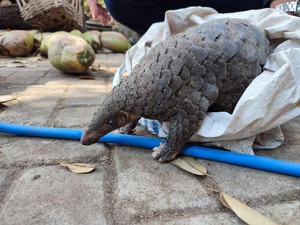 Mengenal Tenggiling, Satwa Dilindungi yang Ikut Terdampak Karhutla