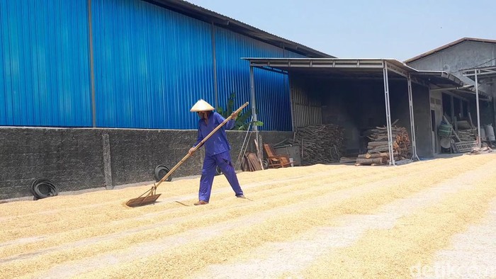 Warga sedang mengeringkan gabah di tempat penggilingan beras Desa Jambean Kidul, Kecamatan Margoyoso, Pati Sabtu (30/9/2023).