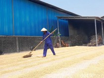 Harga Beras di Pati Tembus Rp 16 Ribu Per Kilogram!