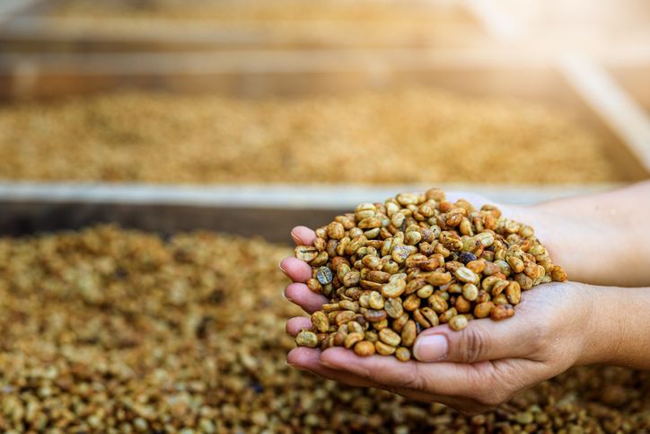 5 Fakta Kopi Blue Batak,  Kopi 'Hidden Gem' Sumatera yang Unik