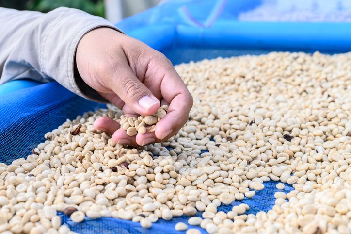 5 Fakta Kopi Blue Batak,  Kopi 'Hidden Gem' Sumatera yang Unik