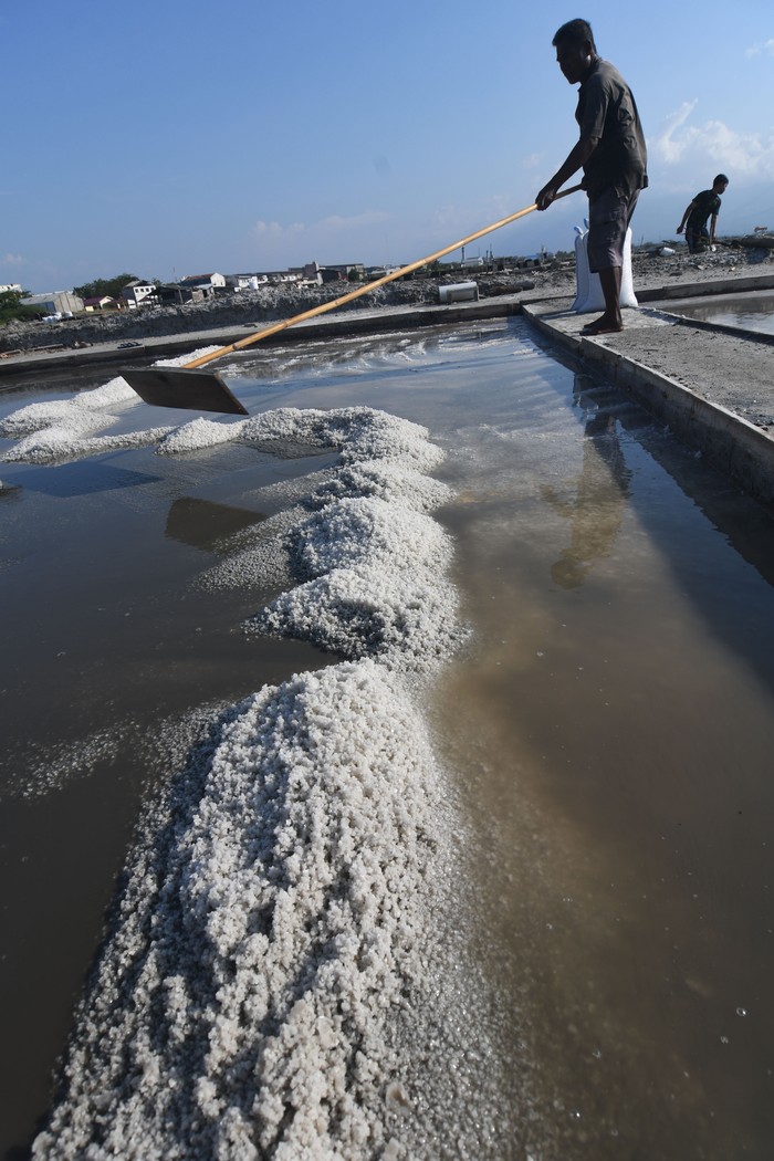 Harga garam turun Petani memanen garam di kawasan penggaraman talise di Palu, Sulawesi Tengah, Minggu (1/10/2023). Harga garam di tempat tersebut turun dari Rp200 ribu menjadi Rp60 ribu per karung untuk garam pupuk dan Rp400 ribu menjadi Rp250 ribu per karung untuk garam konsumsi dan menurut petani penurunan harga tersebut dipicu sejumlah hal diantaranya melimpahnya produksi akibat Fenomena El Nino. ANTARA FOTO/Mohamad Hamzah/nz.