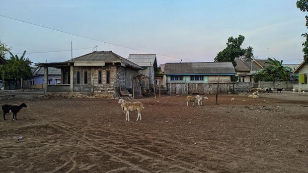 Kambing dilepasliarkan di Pulau Maringkik, Lombok Timur. (Ahmad Viqi)