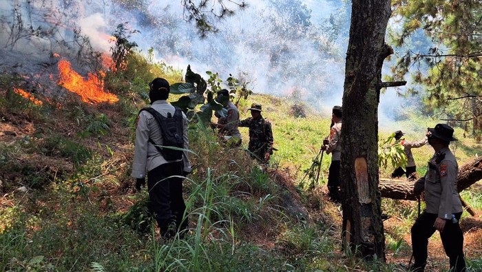kebakaran hutan di ngawi
