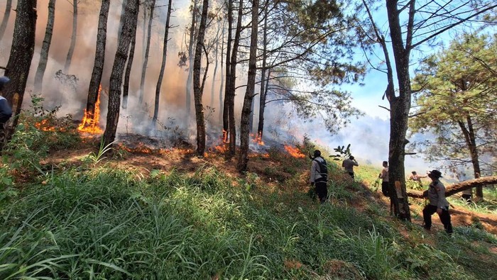 kebakaran hutan di ngawi