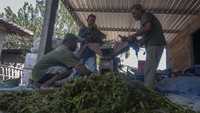 Sejumlah warga menggunakan mesin mencacah tanaman eceng gondok di Sobokerto, Ngemplak, Boyolali, Jawa Tengah, Minggu (1/10/2023). 