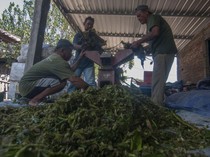 Keren! Warga Ubah Eceng Gondok Jadi Biogas Untuk Memasak