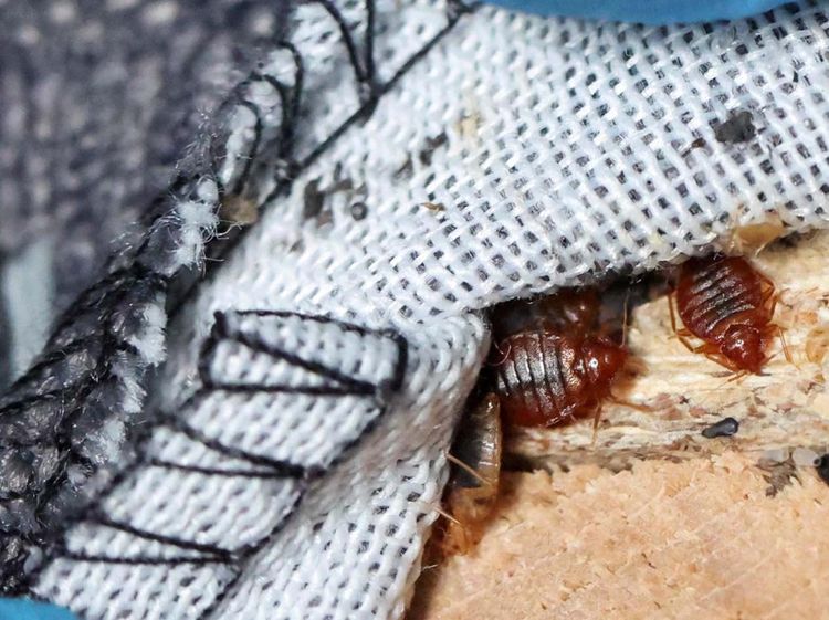 Potret Paris Bersih-bersih Kutu Busuk, Kebal Disemprot Insektisida