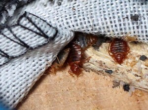 Mewabah di Prancis, Kutu Busuk Super Kini Mulai Masuk ke Negara Lain