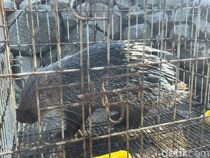 2 Satwa Langka Tangkapan Warga di Sanggabuana Diserahkan ke BBKSDA