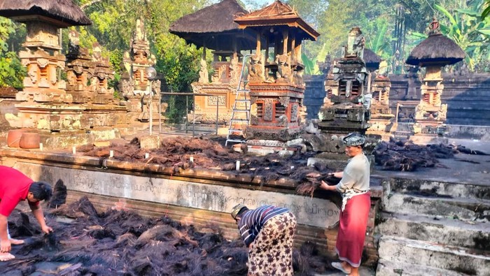 Warga mengurai ijuk palinggih di Pura Beji Banjar Pejaten, Tabanan, Bali, yang sempat terbakar pada Sabtu (30/9/2023). (Humas Polsek Kediri)