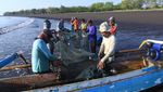 Aksi Nelayan Banyuwangi Tangkap Ikan Pakai Jaring Tarik Pantai