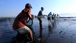 Aksi Nelayan Banyuwangi Tangkap Ikan Pakai Jaring Tarik Pantai