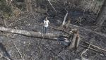 Amazon Merana, Sungainya Mengering-Hutannya Terbakar