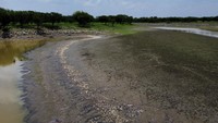 Pemerintah negara bagian Amazonas di Brasil barat laut pada Selasa (26/9) mengumumkan keadaan darurat di 13 kota akibat kekeringan akut, sementara 16 kota lainnya diperintahkan untuk siaga.  