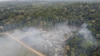 Kebakaran hutan imbas kemarau berkepanjangan melanda Cagar Ekstraktif Chico Mendes, di Xapuri, negara bagian Acre, Brasil.  AP/Gleilson Miranda  