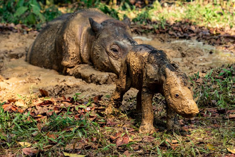 Bayi badak sumatera lahir di Way Kambas