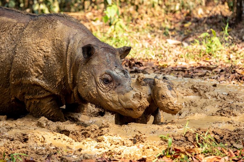 Bayi badak sumatera lahir di Way Kambas