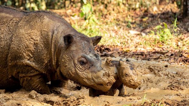 Bayi badak sumatera lahir di Way Kambas Bayi badak sumatera lahir di Way Kambas
