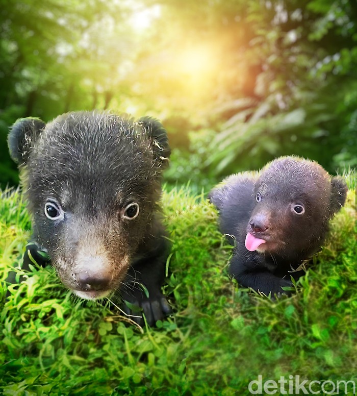 Bayi beruang hitam himalaya Liu dan Liam lahir di Taman Safari Bali.