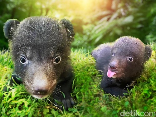 Bayi beruang hitam himalaya Liu dan Liam lahir di Taman Safari Bali.