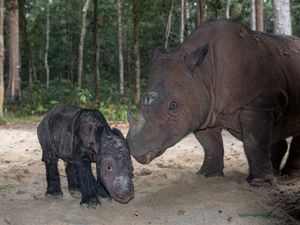 Kisah Sejoli Badak Sumatera hingga Lahirkan Anak di Way Kambas