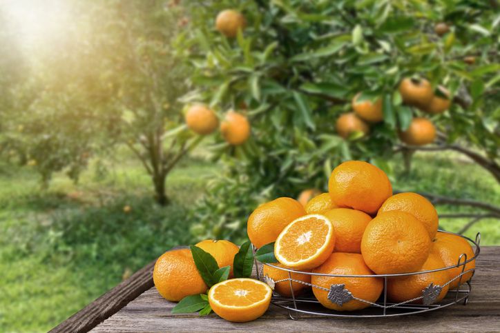 5 Makanan Plant Based yang Tinggi Kolagen Ini Bisa Bikin Awet Muda!