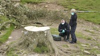 Kepolisian Northumbria mengatakan bahwa seorang anak laki-laki berusia 16 tahun telah ditangkap karena dicurigai melakukan tindak kriminal sehubungan dengan penebangan Pohon Sycamore Gap. Anak laki-laki itu tetap ditahan dan membantu petugas dalam penyelidikan mereka.  