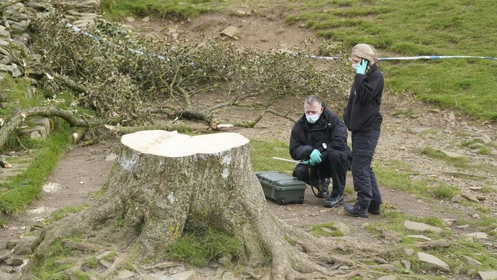 Police officers look at the tree at Sycamore Gap, next to Hadrian's Wall, in Northumberland, England, Thursday Sept. 28, 2023 which has come down overnight. One of the UK’s most photographed trees has been “deliberately felled” in an apparent act of vandalism, authorities have said. The famous tree at Sycamore Gap, next to Hadrian’s Wall in Northumberland, was made famous when it appeared in Kevin Costner’s 1991 film Robin Hood: Prince Of Thieves. (Owen Humphreys/PA via AP)