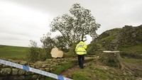Protes publik tak terhindarkan setelah kabar pohon ikonik tersebut. Karena ini juga salah satu tempat ikonik bagi para turis dari seluruh dunia yang berkunjung ke Tembok Hardian. Selain itu, Sycamore Gap juga dijaga oleh Taman Nasional Northumberland dan National Trust.