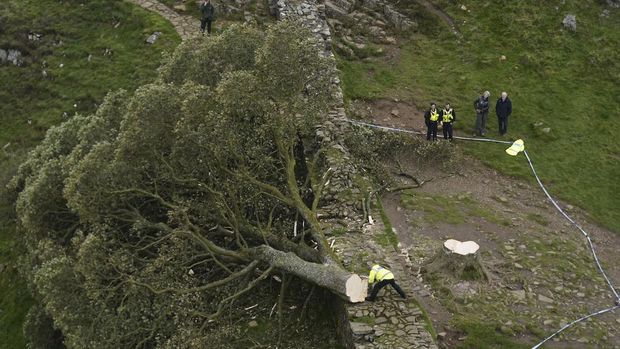 Police officers look at the tree at Sycamore Gap, next to Hadrian's Wall, in Northumberland, England, Thursday Sept. 28, 2023 which has come down overnight. One of the UK's most photographed trees has been 