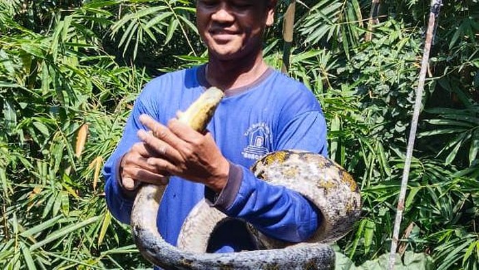 Sigit memegang ular sanca yang ditangkapnya.